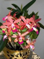 image-orchidgart-965.jpg