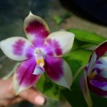 Phal. zheng mon muscadine x speciosa 2.jpg