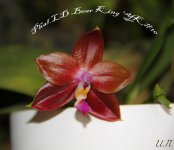 Phal.LD Bear King 'YK#10.jpg