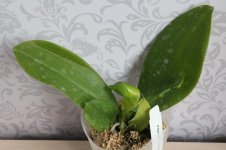 Phal.Tying Shin Fly Eagle 'Yaphon 2.jpg