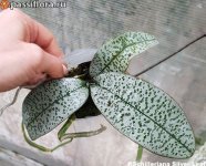 schilleriana-silver-leaf.jpeg