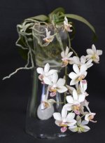 Phalaenopsis stuartiana x finleyi.jpg