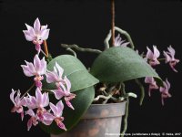 Phalaenopsis Alyos (schilleriana x finleyi)2.jpg
