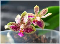 Phalaenopsis bellina x finleyi.jpg