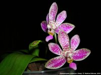 Phalaenopsis Alfinia (violacea x finleyi).jpg