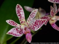 Phalaenopsis finleyi x Phalaenopsis mariae.jpg