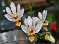 Phalaenopsis finleyi x Phalaenopsis mariae2.jpg
