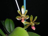 Phalaenopsis Krabi Paradise  (cornu-cervi x finleyi).jpg
