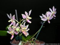 Phalaenopsis Freckle Baby (tetrapsis x finleyi).jpg