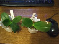 IMG_20180419_212617.jpg