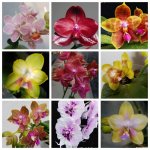 MyCollages (3).jpg