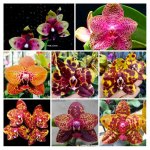 20180419_230801-COLLAGE.jpg