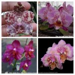 20180419_232541-COLLAGE.jpg