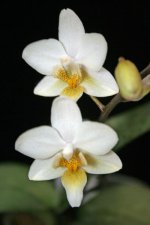 Phalaenopsis Cassandra.jpg