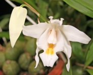 Coelogyne cristata .jpg