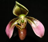 Paph. hainanensis .jpg