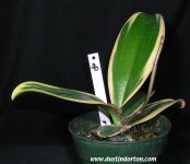 phal_variegated_30.jpg