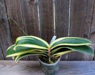 Phal%20Matou%20Fred%20Golden%20StripeB.jpg