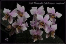 Phal. Philadelphia.jpg