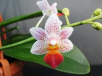 phalaenopsis%20fantasy%20musick-orchidemois.jpg