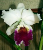 CATTLEYA Maggie Raphael. (dowiana X trianae).jpg