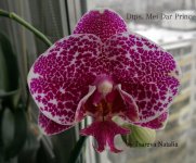 Dtps. Mei Dar Prince (Mutation) (2).jpg