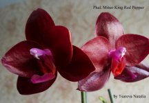 Phal. Mituo King Red Pepper.jpg