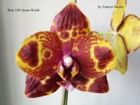 Phal. GW Green World  = Phal.(Tying Shin Wonder X Haur Jhih Prince) (6).jpg