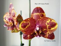 Phal. GW Green World  = Phal.(Tying Shin Wonder X Haur Jhih Prince) (7).jpg