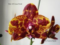 Phal. GW Green World  = Phal.(Tying Shin Wonder X Haur Jhih Prince) (5).jpg