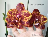 Phal. GW Green World  = Phal.(Tying Shin Wonder X Haur Jhih Prince) (12).jpg