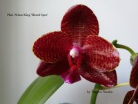 Phal. Mituo King 'Blood Spot'.jpg