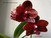 Phal. Mituo King 'Blood Spot' (3).jpg