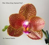 Phal. Mituo King 'Spotted Wed'.jpg