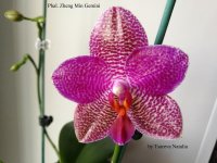 Phal. Zheng Min Etching 'Joy' x Phal. Mituo Sun = Phal. Zheng Min Gemini (6).jpg