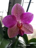 Phal. Zheng Min Etching 'Joy' x Phal. Mituo Sun = Phal. Zheng Min Gemini.jpg