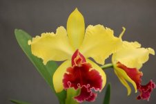 laeliocattleya_alma_wichmann.jpg