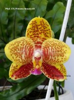 Phal. CTL Princess Beauty #3.jpg