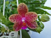 Phal. Black Lion Spotted Prince.jpg