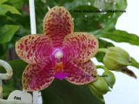 Phal. Black Lion Spotted Prince (2).jpg