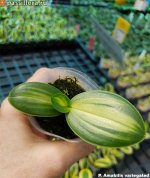 amabilis-variegated2.jpg