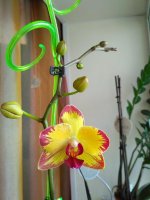IMG_20180510_175013.jpg