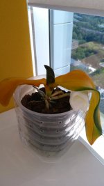 IMG_20180618_160325.jpg