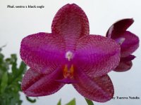 Phal. sentra x black eagle.jpg