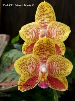 Phal. CTL Princess Beauty #3.jpg