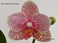 Phal. Golden Peoker 'Brother'.jpg