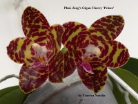 Phal. Jong's Gigan Cherry 'Prince' (2).jpg