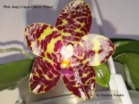 Phal. Jong's Gigan Cherry 'Prince'.jpg