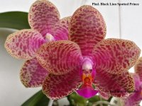 Phal. Black Lion Spotted Prince.jpg