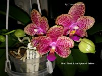 Phal. Black Lion Spotted Prince (5).jpg